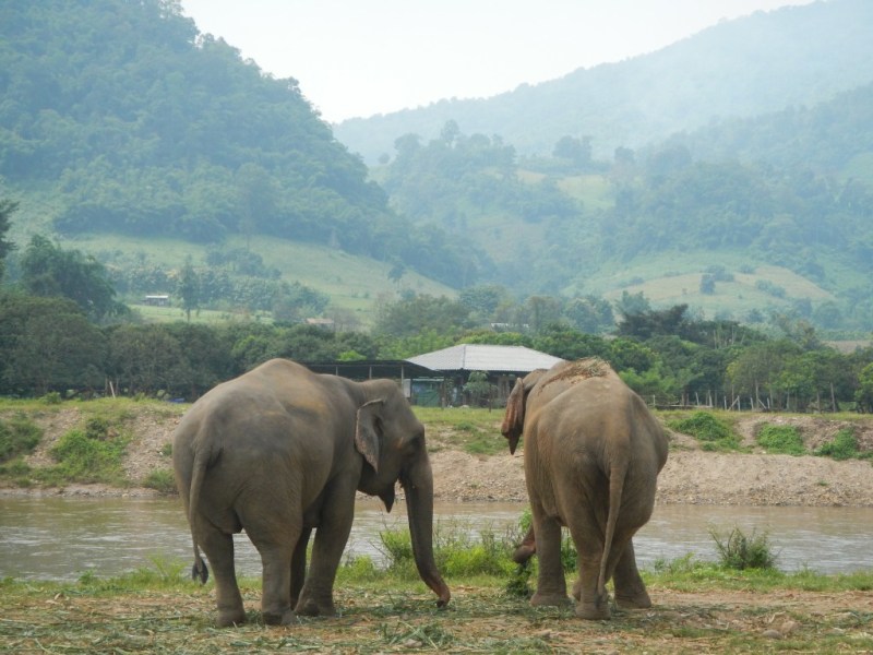 Rescued elephants in Thailand