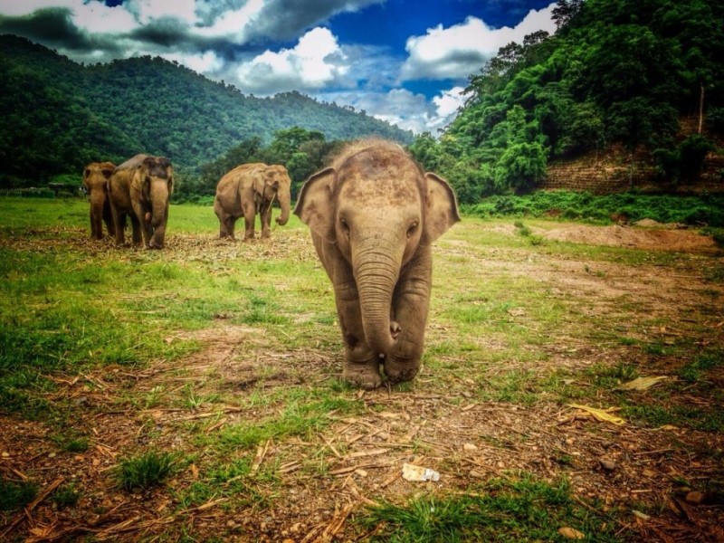 Things to do in Chiang Mai: visit elephants at Elephant Nature Park