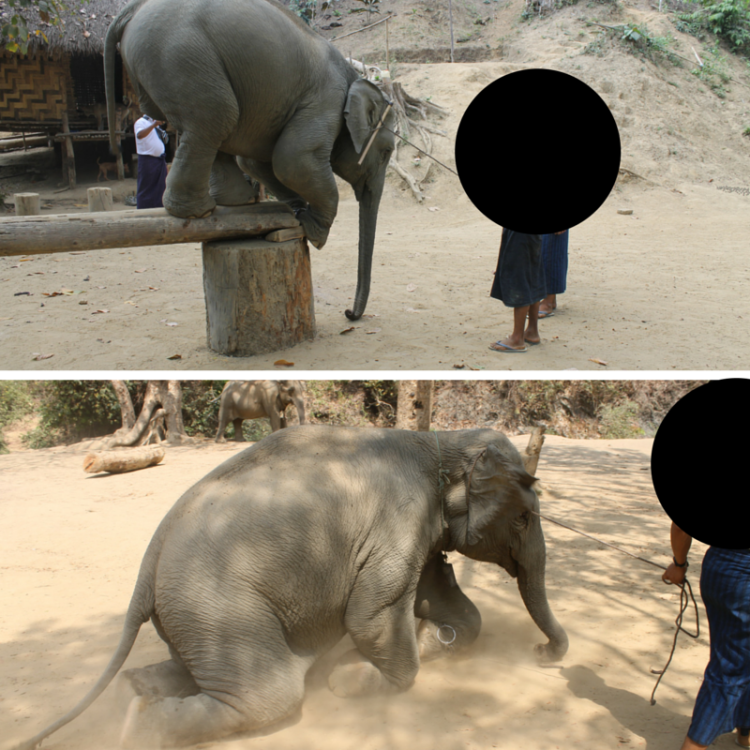 The reality of elephant tourism in SE Asia. An in-depth post on the truth about riding elephants, shows and more in Southeast Asia.