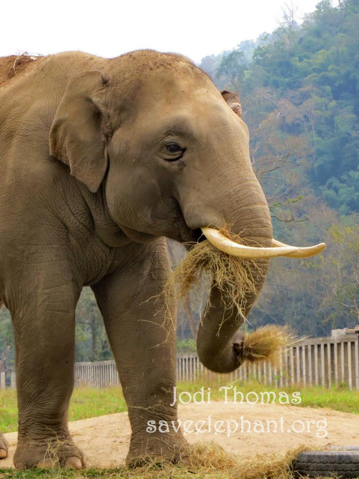An experience watching elephants in the middle of the night as they sleep at Chiang Mai's Elephant Nature Park.