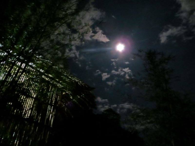 An experience watching elephants in the middle of the night as they sleep at Chiang Mai's Elephant Nature Park.