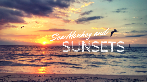 Sea Monkey in Puerto Vallarta